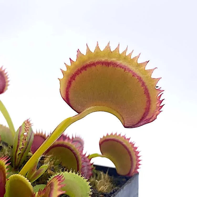 Dionaea muscipula „Dracula“, original, ex Trev Cox 大森食虫植物農園