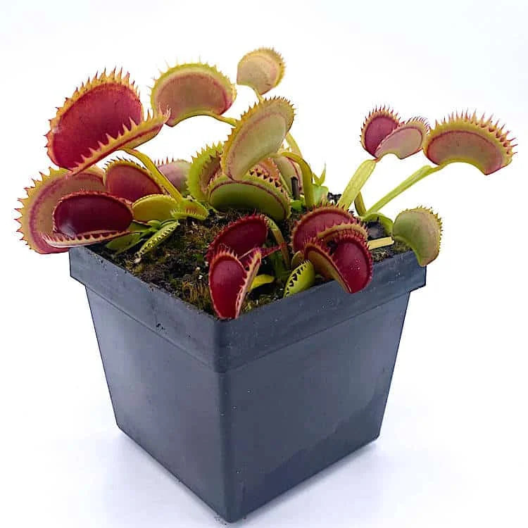 Dionaea muscipula „Dracula“, original, ex Trev Cox 大森食虫植物農園