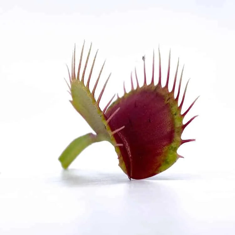 Dionaea muscipula „Eyelash“ 大森食虫植物農園