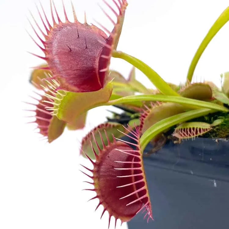 Dionaea muscipula „Eyelash“ 大森食虫植物農園