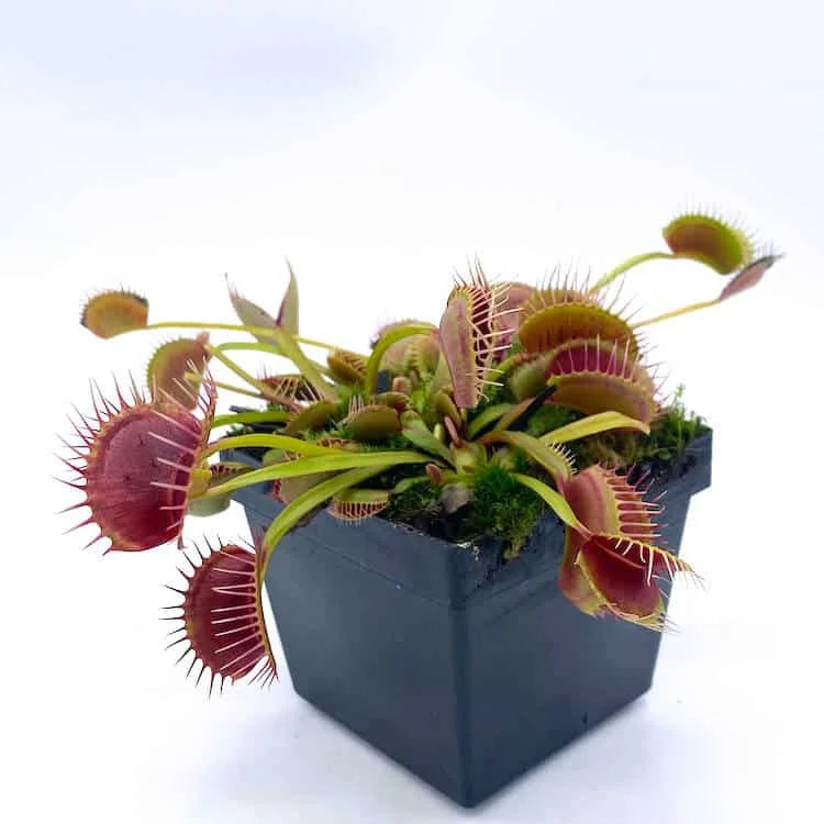 Dionaea muscipula “Eyelash“ 大森食虫植物農園