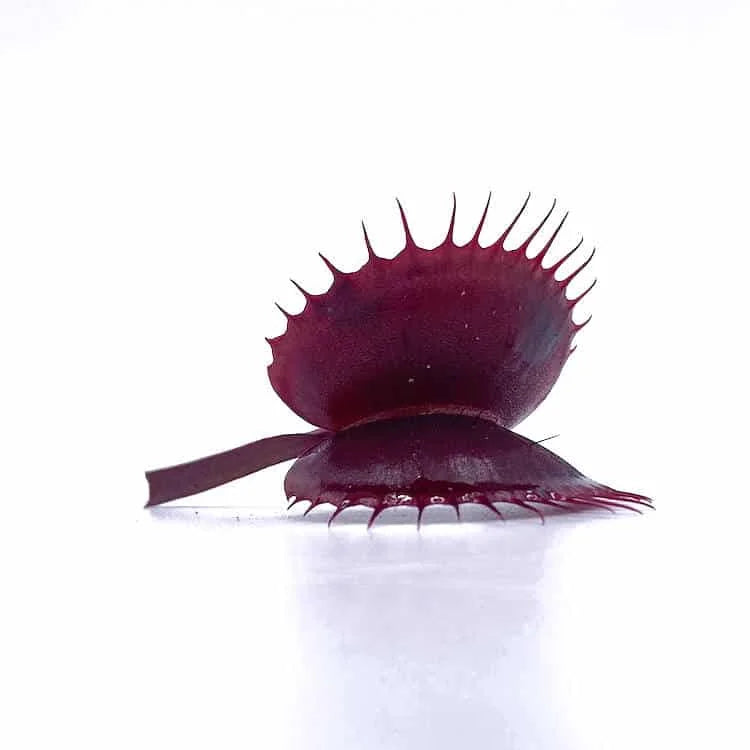 Dionaea muscipula „FTS Archangel“ 大森食虫植物農園