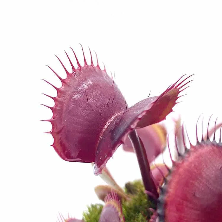 Dionaea muscipula “FTS Archangel“ 大森食虫植物農園