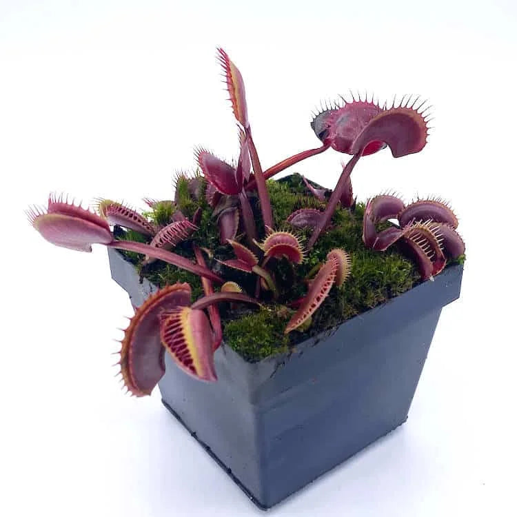Dionaea muscipula „FTS Archangel“ 大森食虫植物農園