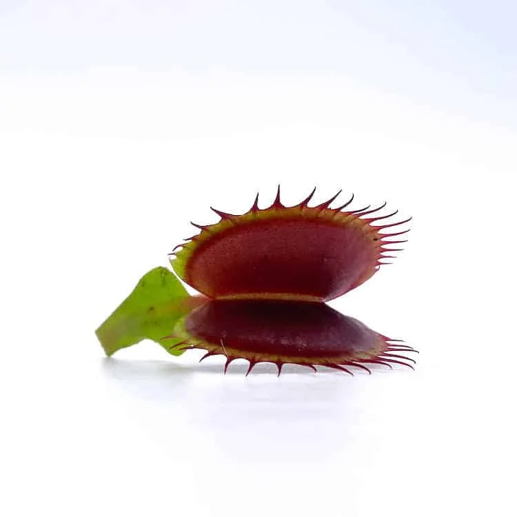 Dionaea muscipula „FTS Flaming Lips“ 大森食虫植物農園