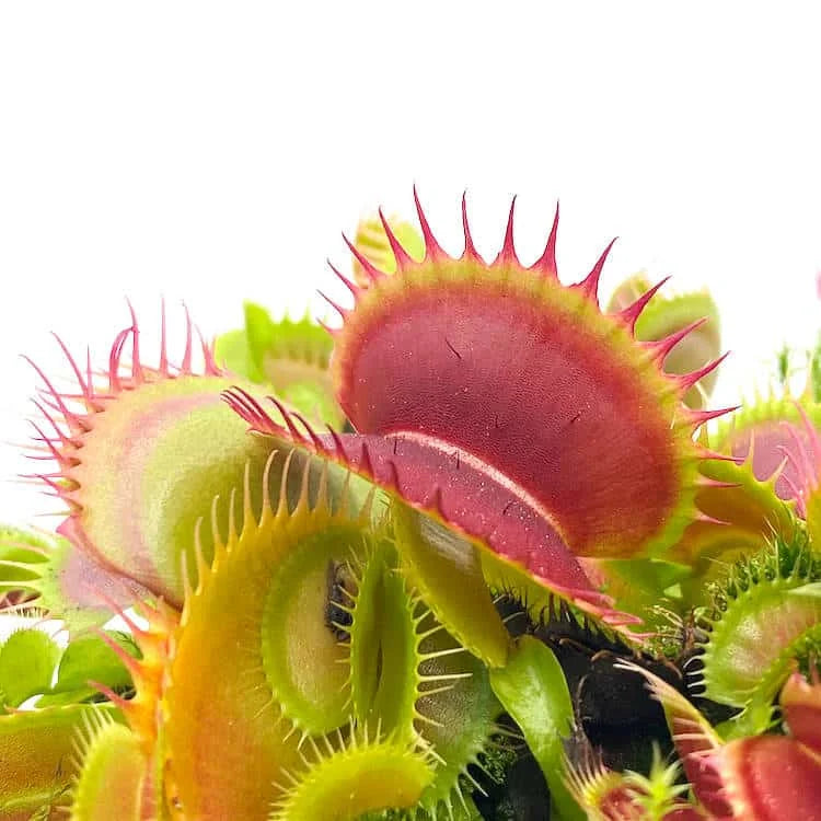 Dionaea muscipula „FTS Flaming Lips“ 大森食虫植物農園