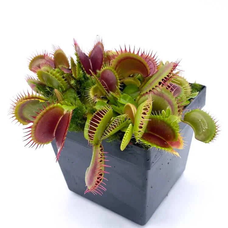 Dionaea muscipula „FTS Flaming Lips“ 大森食虫植物農園