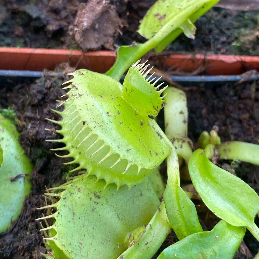 Dionaea muscipula “FTS Mirror x Mirror“ 大森食虫植物農園