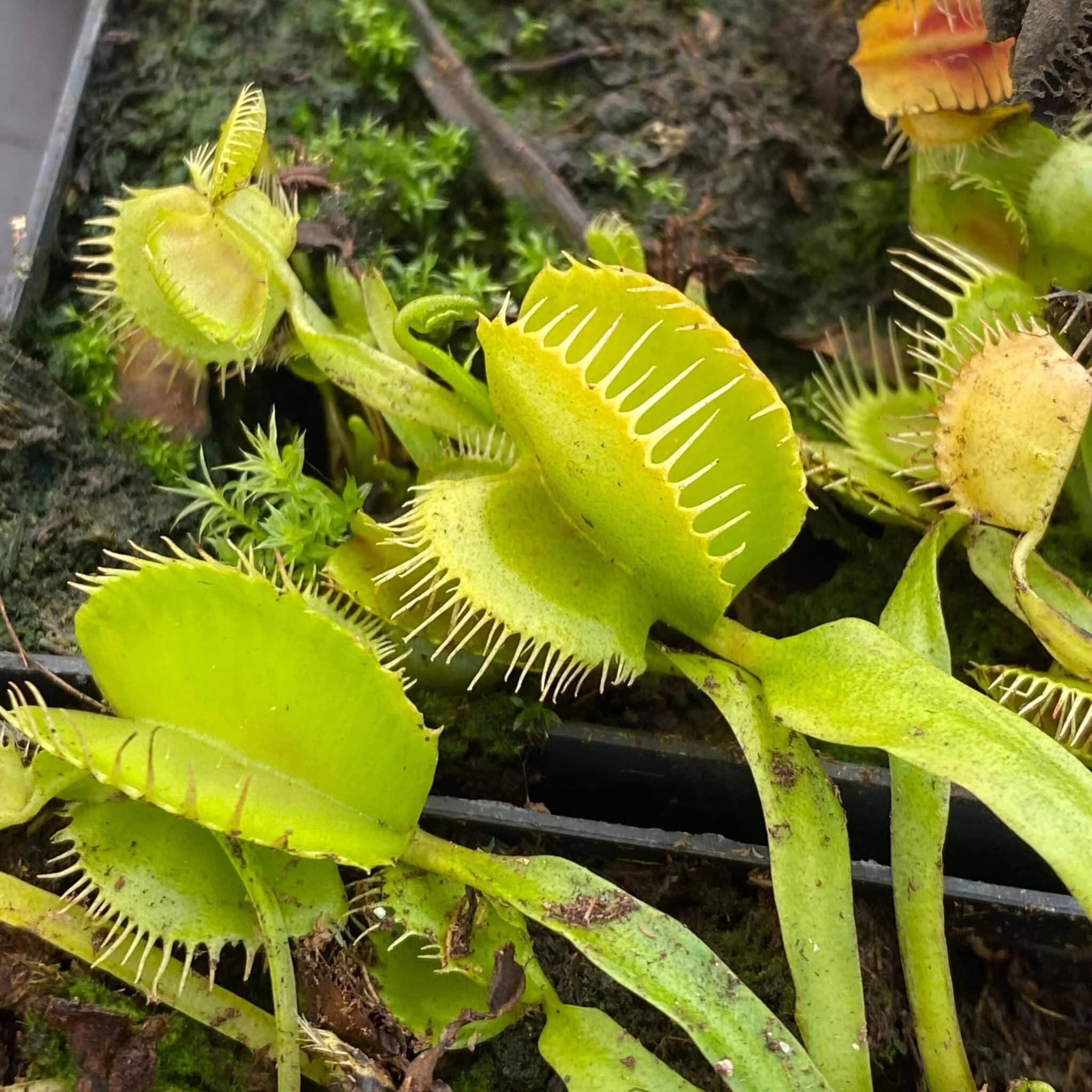 Dionaea muscipula “FTS Mirror x Mirror“ 大森食虫植物農園