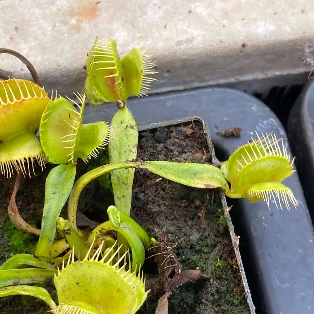 Dionaea muscipula „FTS Mirror x Mirror“ﾠ 大森食虫植物農園