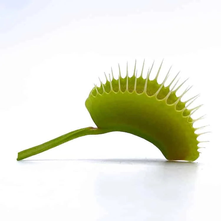 Dionaea muscipula „FTS Towering Giant“ 大森食虫植物農園