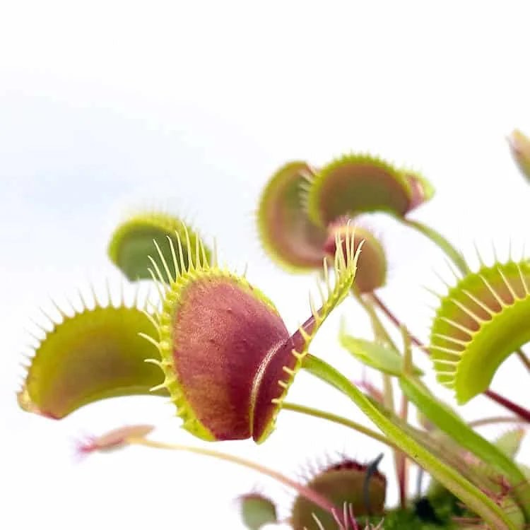 Dionaea muscipula “FTS Towering Giant“ 大森食虫植物農園