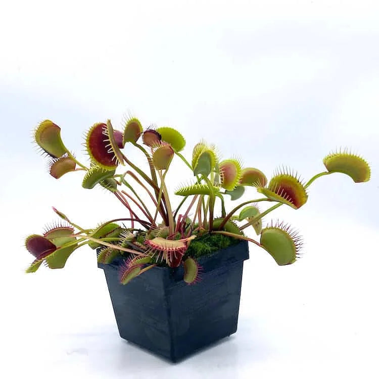 Dionaea muscipula “FTS Towering Giant“ 大森食虫植物農園