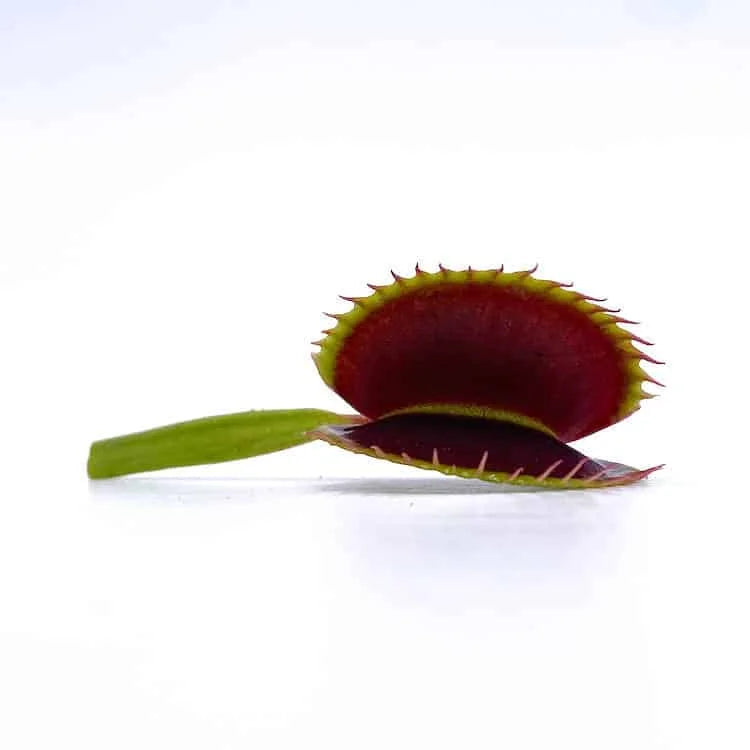 Dionaea muscipula „Fake Dracula“ 大森食虫植物農園