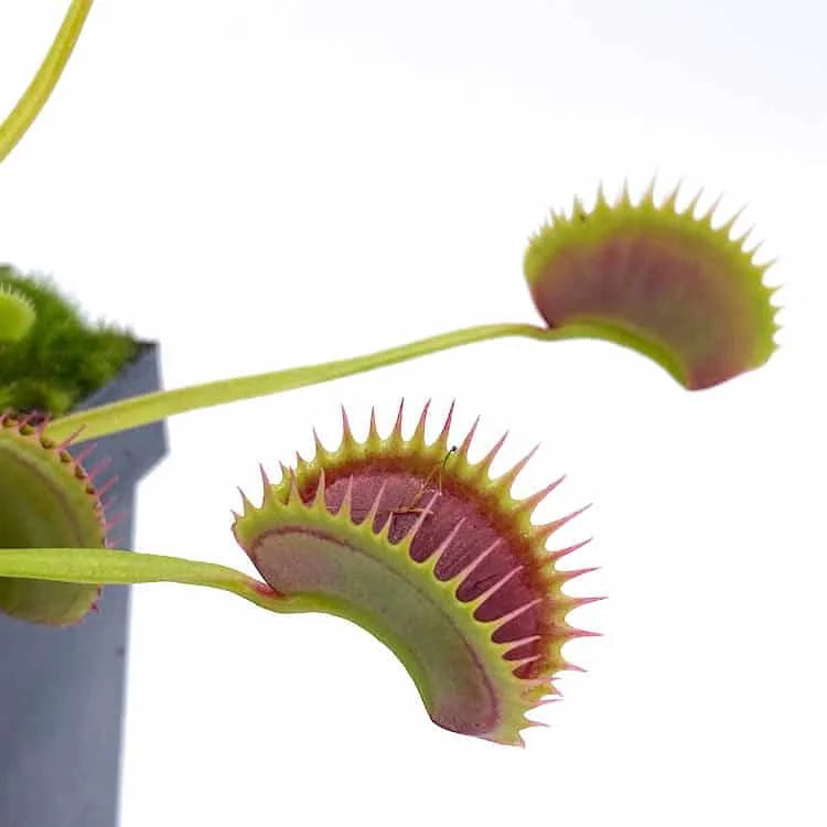 Dionaea muscipula „Fake Dracula“ 大森食虫植物農園
