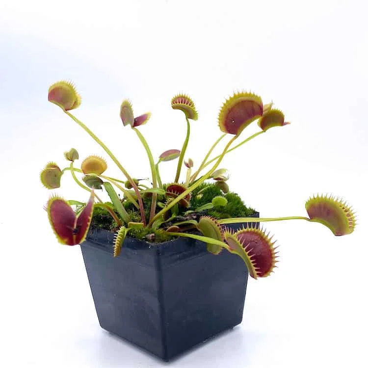 Dionaea muscipula „Fake Dracula“ 大森食虫植物農園