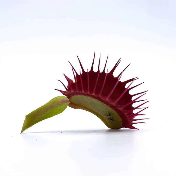 Dionaea muscipula „Fangzahn“ 大森食虫植物農園