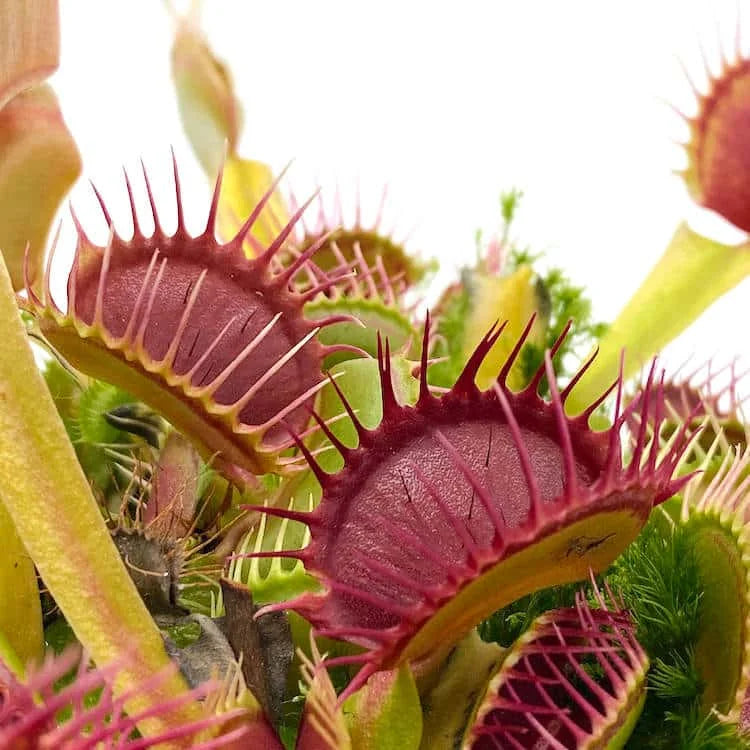 Dionaea muscipula „Fangzahn“ 大森食虫植物農園