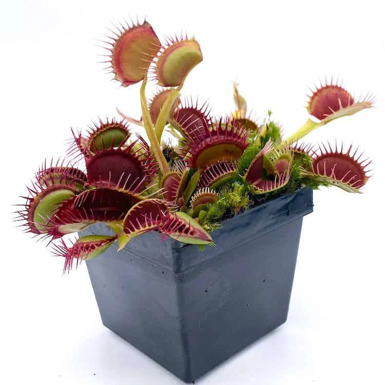 Dionaea muscipula “Fangzahn“ 大森食虫植物農園