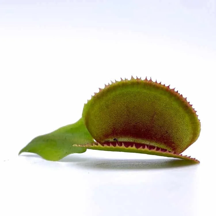 Dionaea muscipula “Feather Teeth“ 大森食虫植物農園