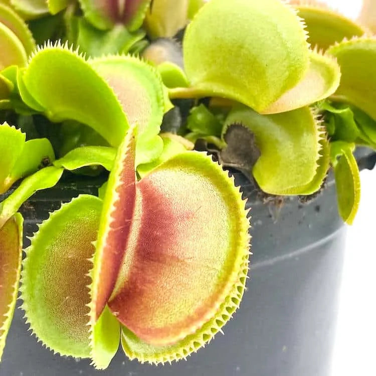Dionaea muscipula “Feather Teeth“ 大森食虫植物農園