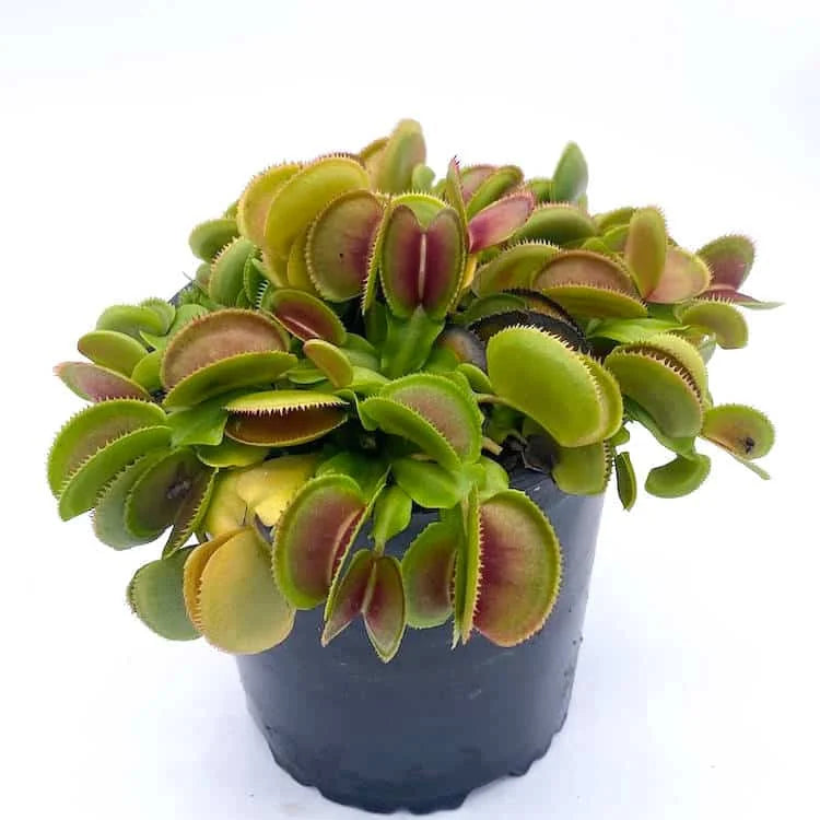 Dionaea muscipula „Feather Teeth“ 大森食虫植物農園