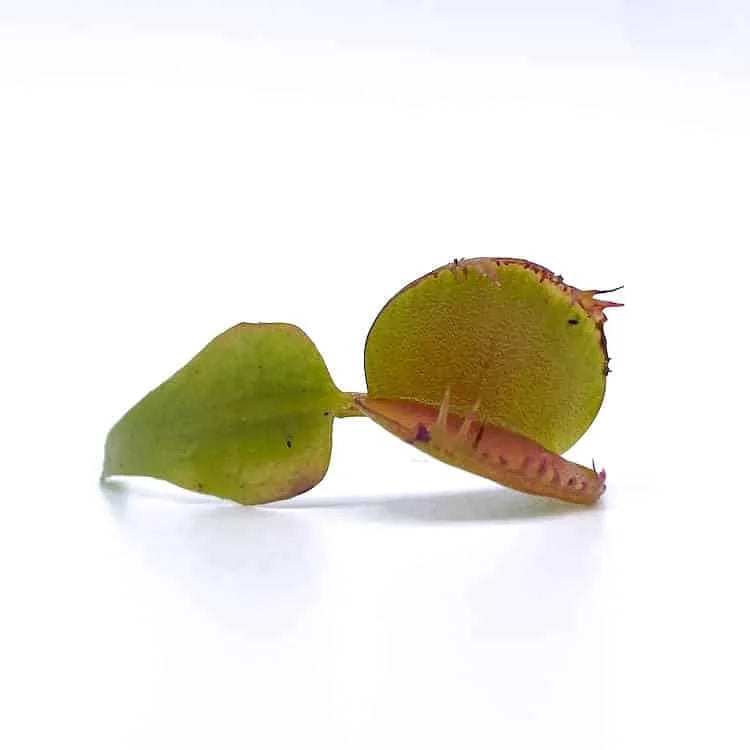 Dionaea muscipula “Fondue“ 大森食虫植物農園
