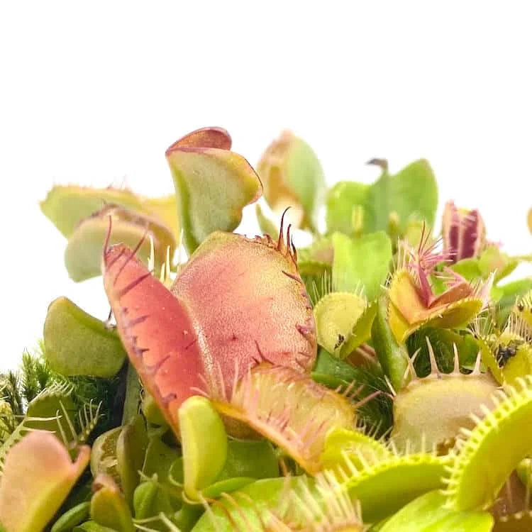 Dionaea muscipula „Fondue“ 大森食虫植物農園