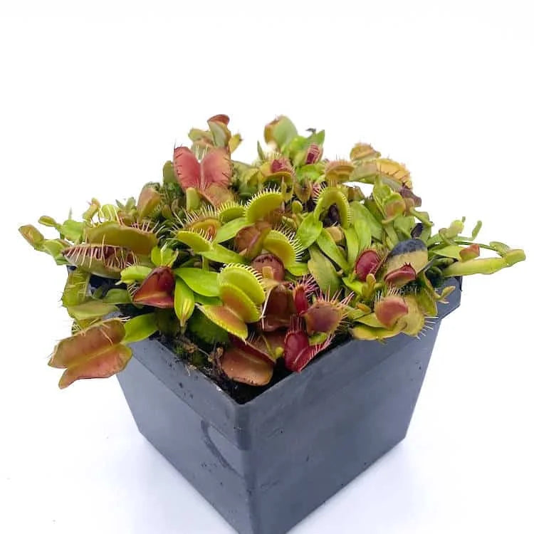 Dionaea muscipula “Fondue“ 大森食虫植物農園