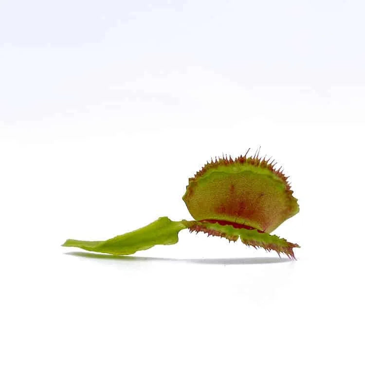 Dionaea muscipula „Freaky Star“ 大森食虫植物農園