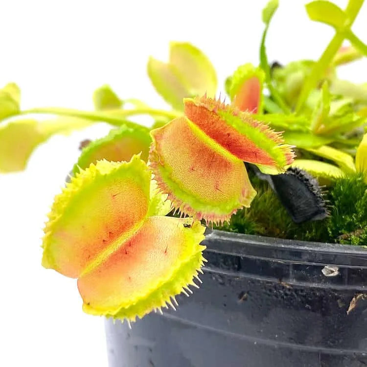 Dionaea muscipula “Freaky Star“ 大森食虫植物農園