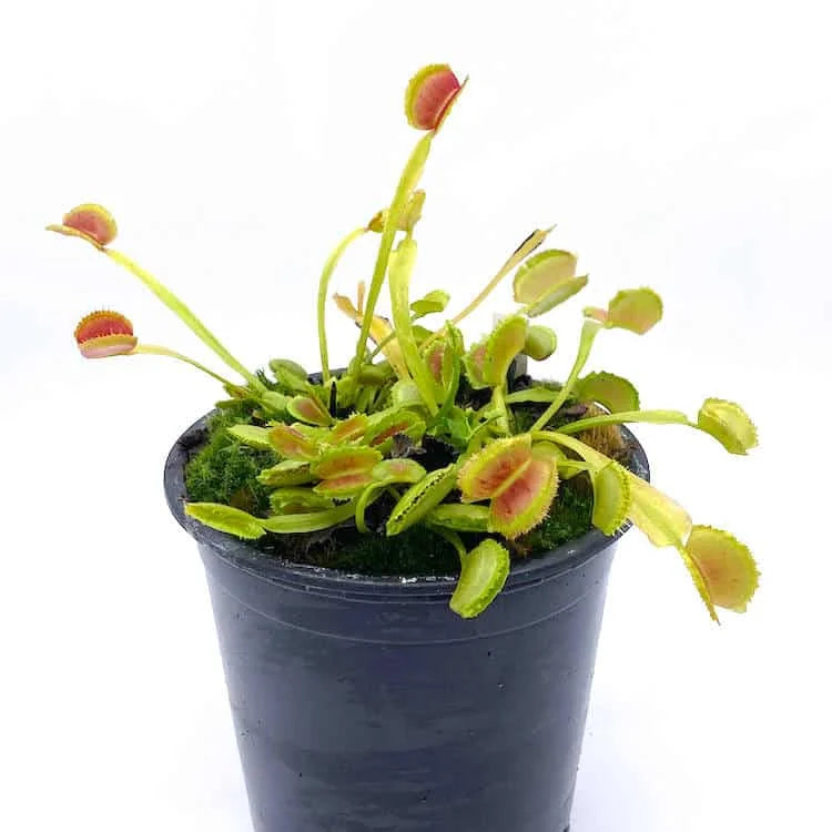Dionaea muscipula “Freaky Star“ 大森食虫植物農園