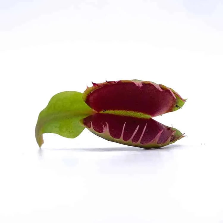 Dionaea muscipula „Fused Tooth extrem“ 大森食虫植物農園