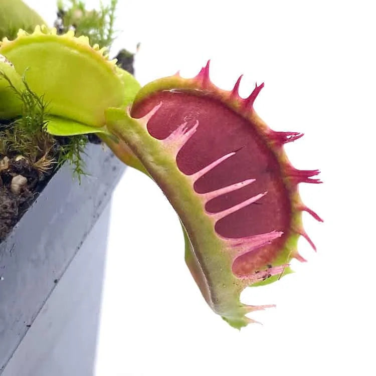 Dionaea muscipula „Fused Tooth extrem“ 大森食虫植物農園