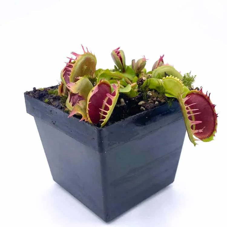 Dionaea muscipula „Fused Tooth extrem“ 大森食虫植物農園