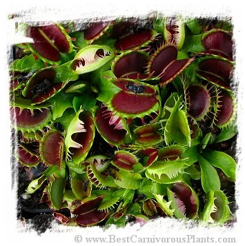 Dionaea muscipula 'Fuzzy Tooth' [BCP ID# 1945-50] / 2株の苗, 3-6 cm 大森食虫植物農園