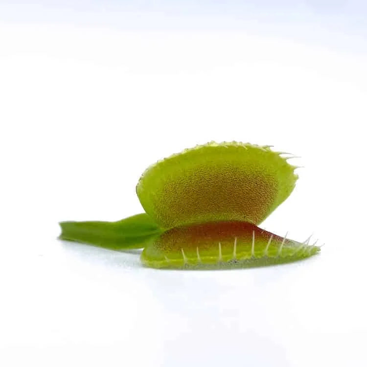 Dionaea muscipula „GB 01“ 大森食虫植物農園