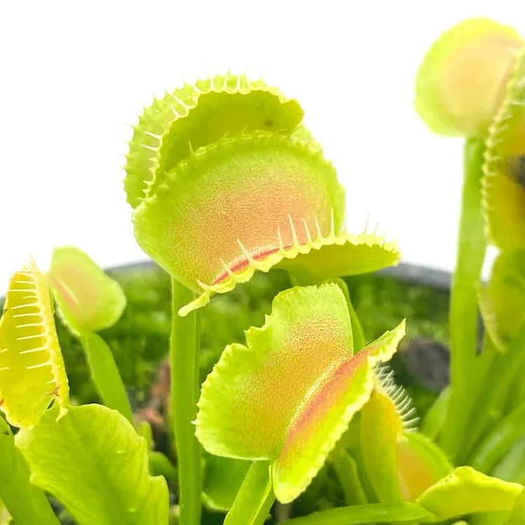 Dionaea muscipula „GB 01“ 大森食虫植物農園