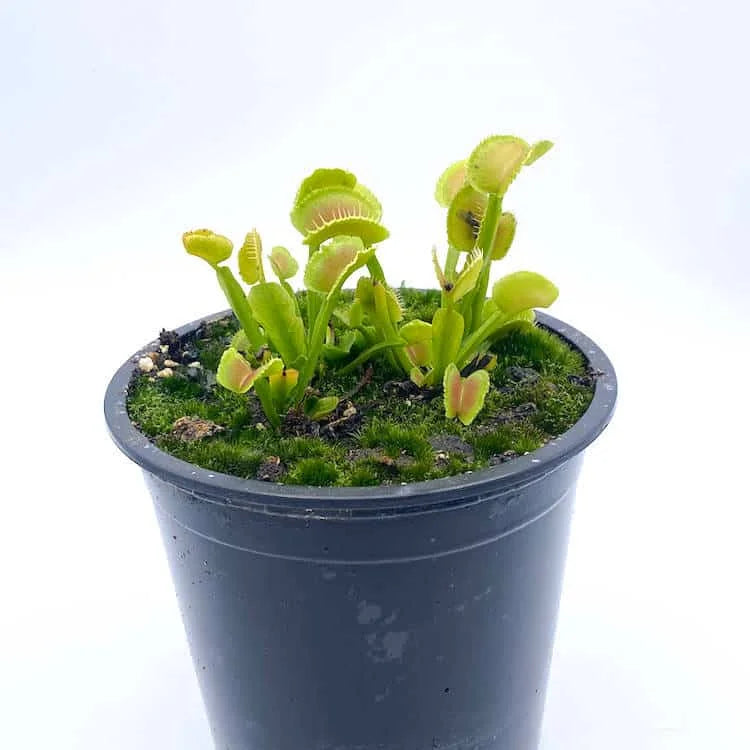 Dionaea muscipula „GB 01“ 大森食虫植物農園