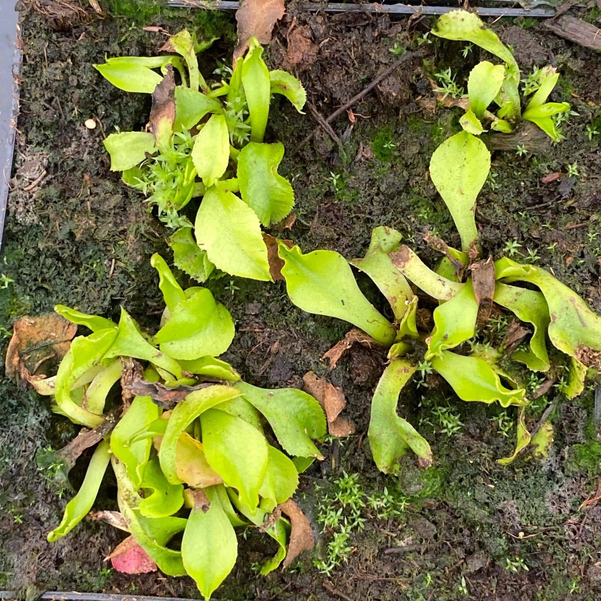 Dionaea muscipula „GJ Aphrodite“ 大森食虫植物農園