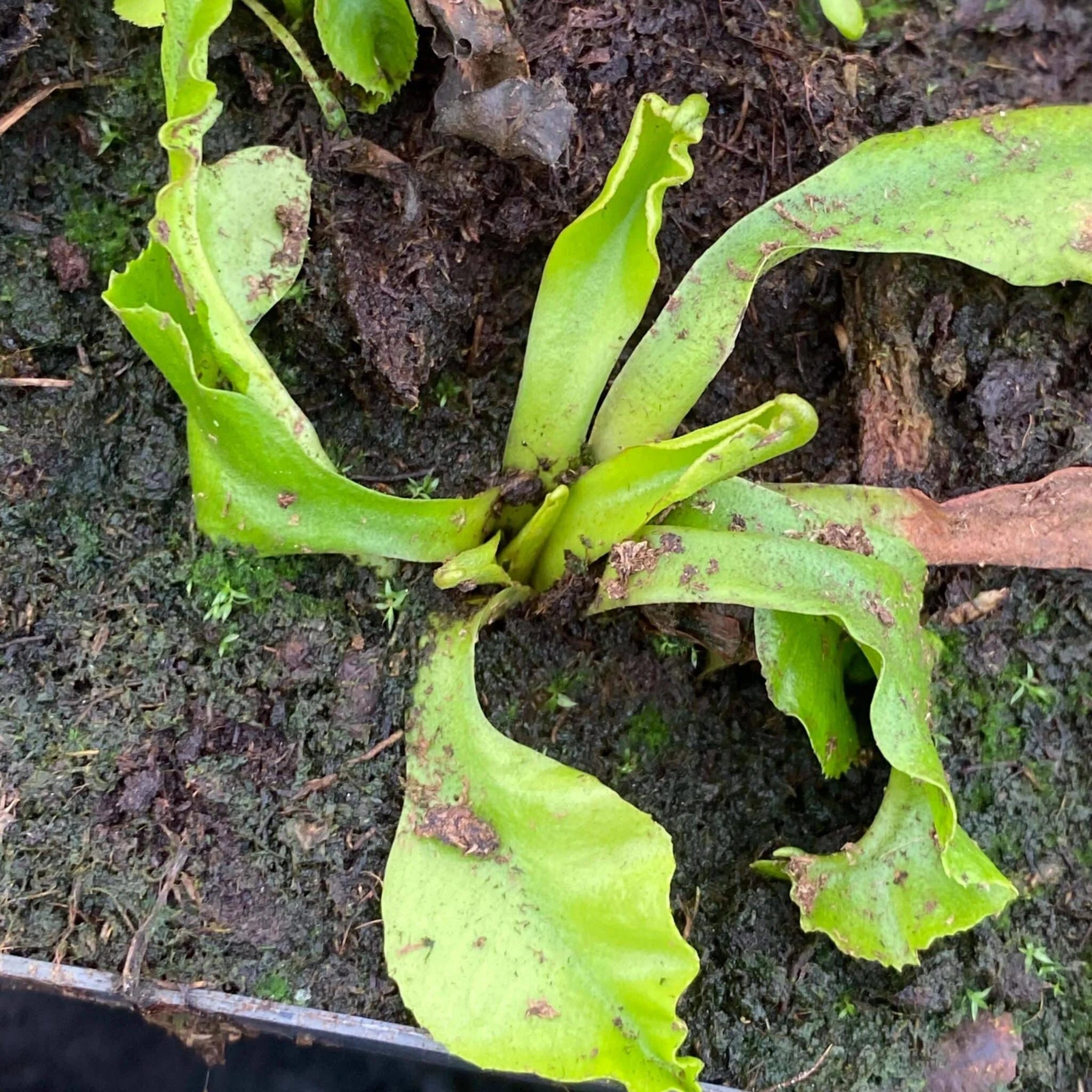 Dionaea muscipula „GJ Aphrodite“ 大森食虫植物農園