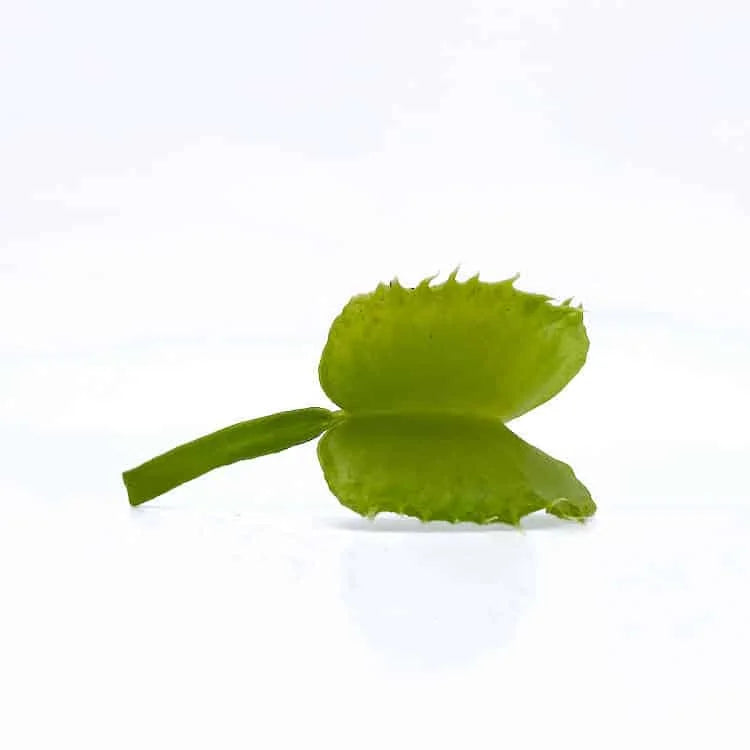 Dionaea muscipula „GJ Basmati“ 大森食虫植物農園
