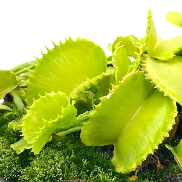 Dionaea muscipula „GJ Basmati“ 大森食虫植物農園