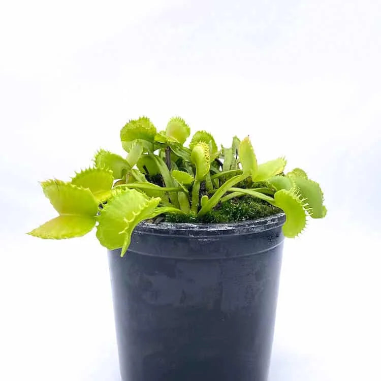 Dionaea muscipula „GJ Basmati“ 大森食虫植物農園