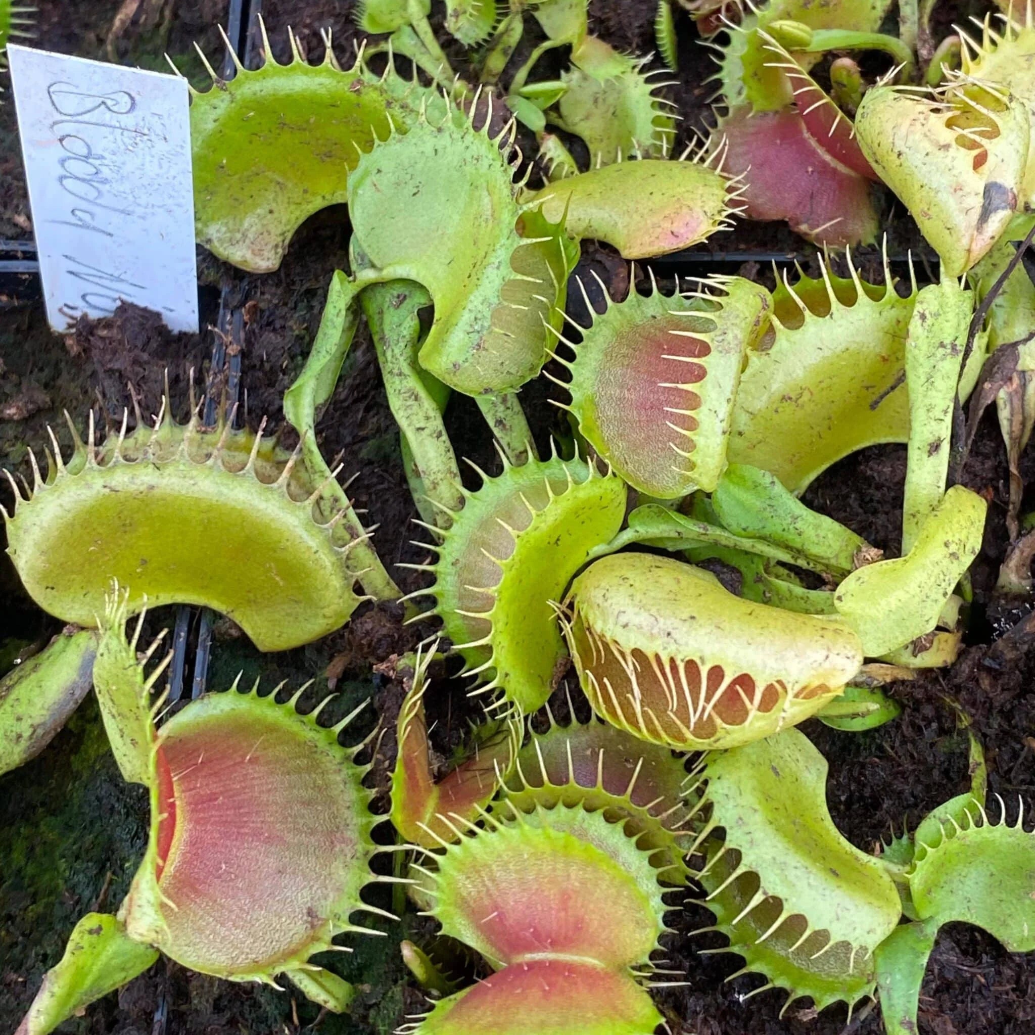 Dionaea muscipula “GJ Bloody Nurse“ 大森食虫植物農園