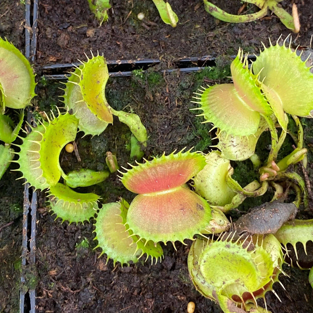 Dionaea muscipula “GJ Bloody Nurse“ 大森食虫植物農園