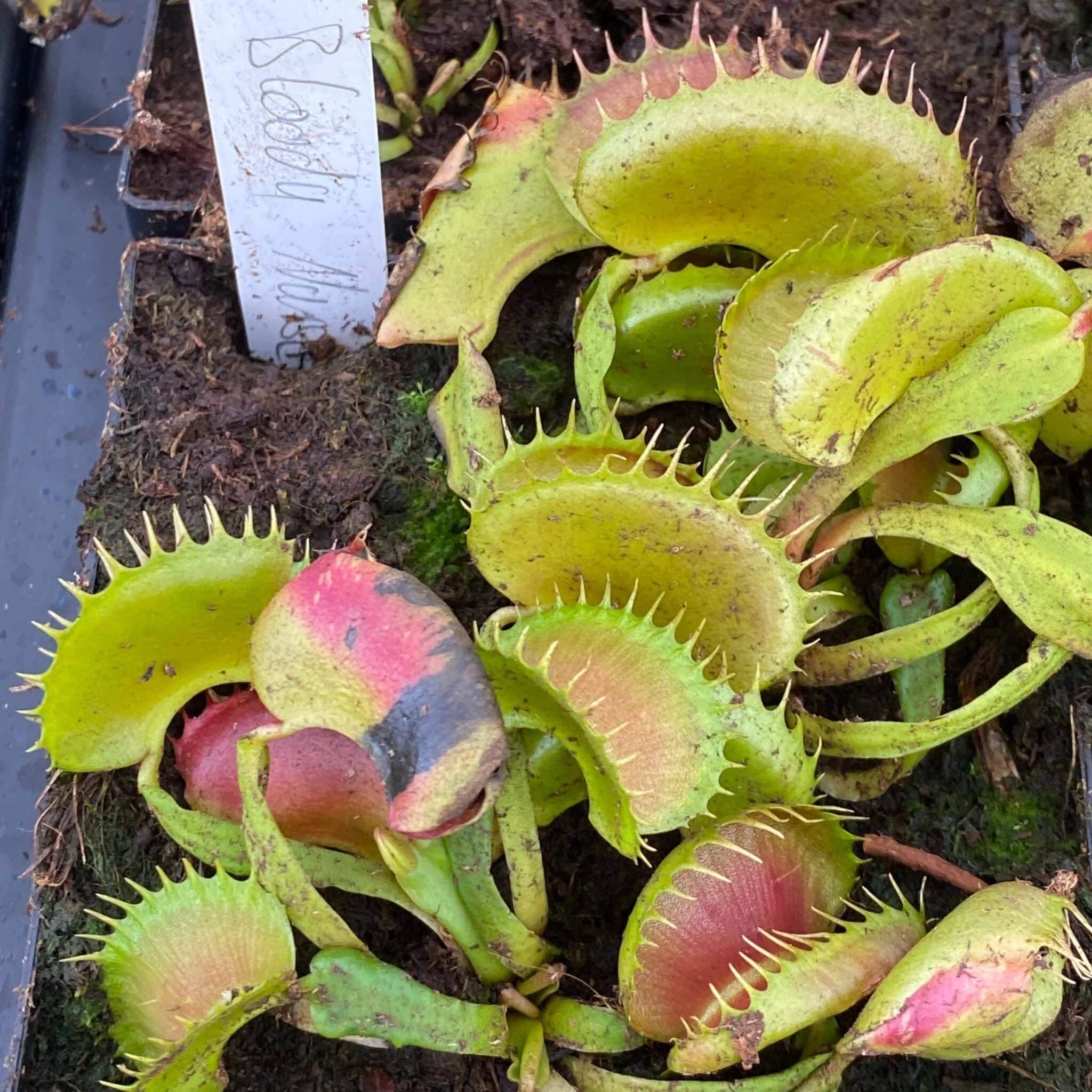 Dionaea muscipula „GJ Bloody Nurse“ﾠ 大森食虫植物農園