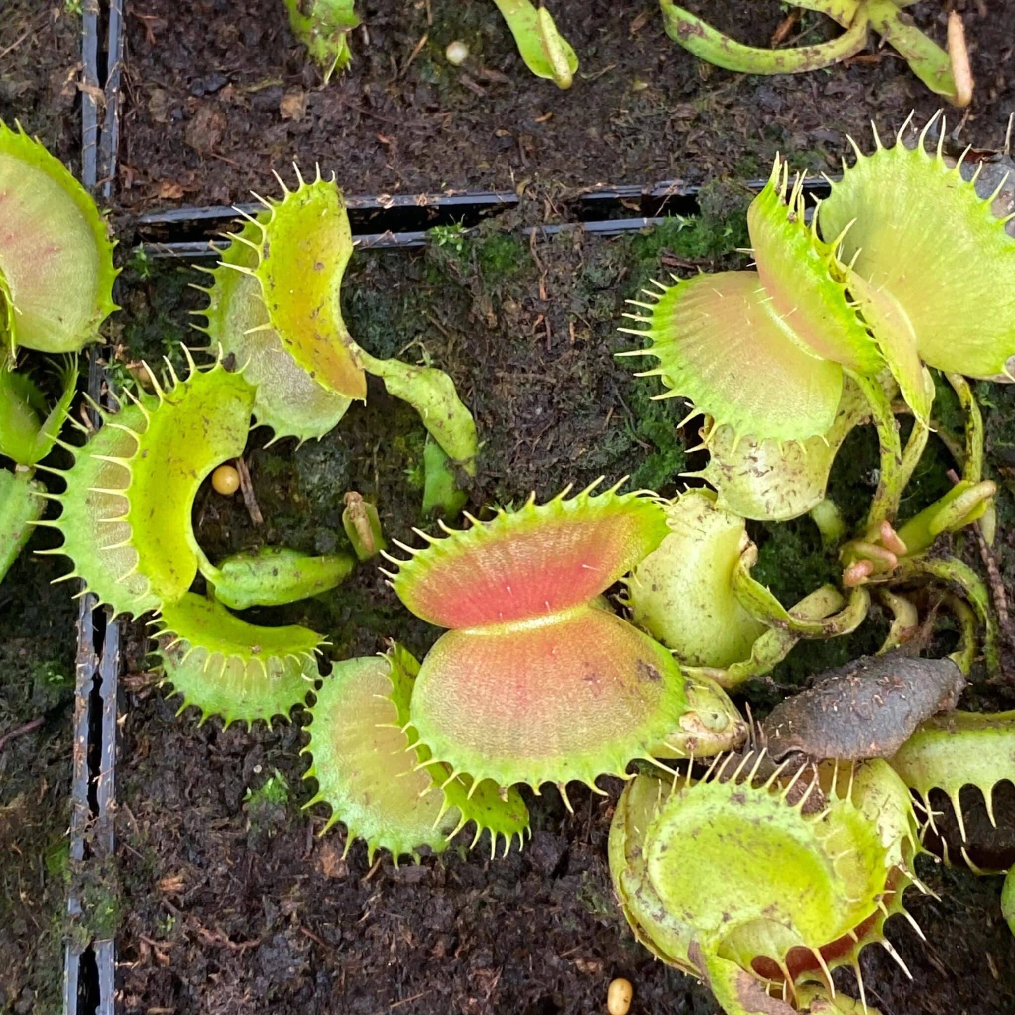 Dionaea muscipula „GJ Bloody Nurse“ﾠ 大森食虫植物農園
