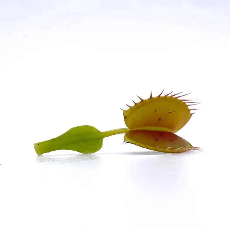 Dionaea muscipula „GJ Equobia“ 大森食虫植物農園