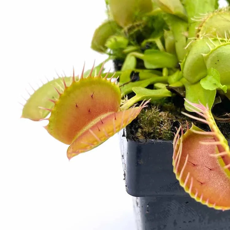 Dionaea muscipula “GJ Equobia“ 大森食虫植物農園